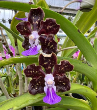 Papilionanda james craig for sale  Diamond Bar