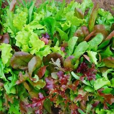 Italian mix baby for sale  THAME