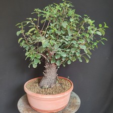 pre bonsai ciliegio usato  San Pancrazio Salentino