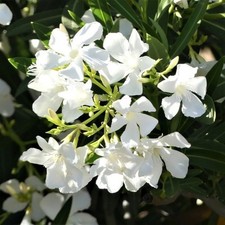 White nerium oleander for sale  SOUTHAMPTON