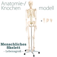 Menschliches skelett lebensgro gebraucht kaufen  Schwalmstadt
