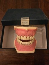 Frasaco dental typodont for sale  Daly City