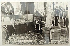 Vintage postcard fish for sale  BRIXHAM