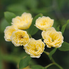 Rosa rampicante gialla usato  Valmacca