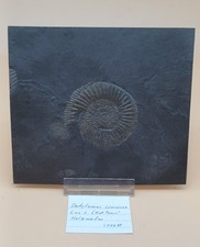 Dactylioceras commune lias gebraucht kaufen  Bodelshausen
