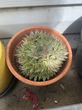 Hens chicks sempervivum for sale  Charlotte