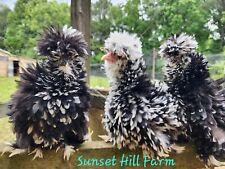 Silkie hatching eggs for sale  Parrish