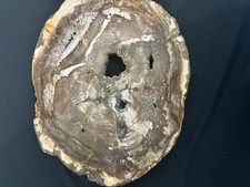 Stunning sequoia petrified for sale  Madison