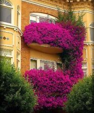 Bourgainvillea flower seeds for sale  LONDON