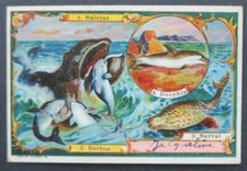 Carte visite baleine d'occasion  Nantes-