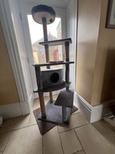 Grey large cat for sale  PRESTON