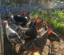 uova fertili tacchino usato uova fertili tacchino usato Perugia
