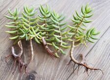 Piantine grasse crassula usato Piantine grasse crassula usato  Qualiano