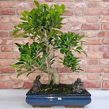 Ficus microcarpa large for sale  LEEDS