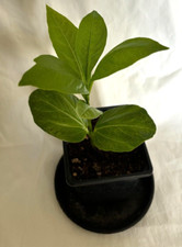 Adansonia digitata african for sale  MARCH