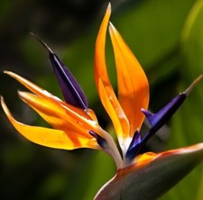 Bird paradise orange for sale  Lakeland
