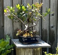 Old indian hawthorn for sale  Brentwood