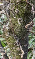 air fern for sale air fern for sale Gastonia