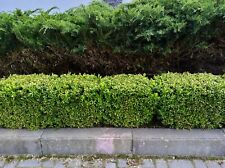 Ilex crenata evergreen for sale  ALTON