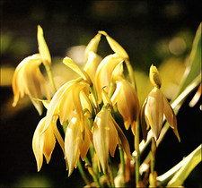 lycaste usato lycaste usato Spedire a Italy
