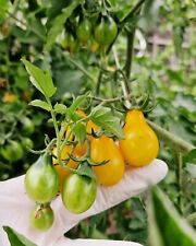 Tomatensamen freiland gelbes gebraucht kaufen  Ennepetal
