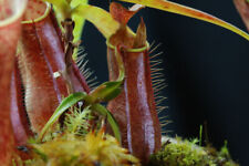 Nepenthes gracilis nigropurpur usato  Italia