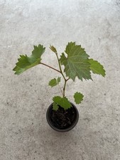 Kyoho grape pot for sale  El Monte