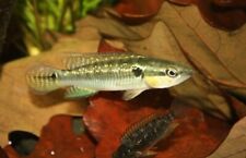 Pike cichlid stunning for sale  Miami