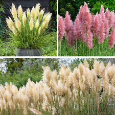 Ornamental garden grasses for sale  PETERBOROUGH