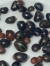 Nerite snails mixed for sale  Hamilton