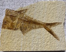 Fossil fish specimen for sale  Monterey