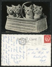 Beautiful cats kittens for sale  UK