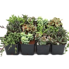 Indoor easy care for sale  Terrell