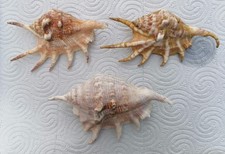 Coquillages doigts lambis d'occasion  Puygouzon