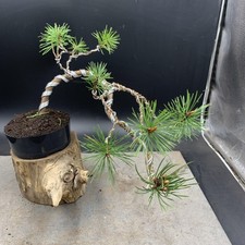 Scots pine bonsai for sale  HULL