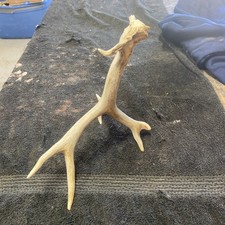 Unique wild whitetail for sale  Ellis