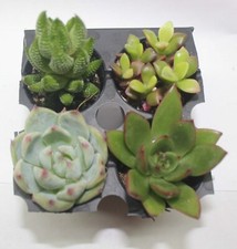 Four 1.5 mixed for sale  Valley Center