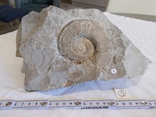 Fossile. .ammonite deroulee.ha d'occasion  Sainte-Maxime