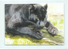 Panther leopard großkatze gebraucht kaufen  Menden (Sauerland)