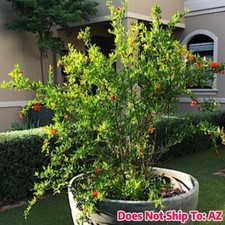 Wonderful pomegranate tree for sale  Miami