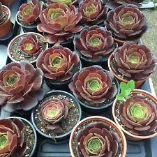 Aeonium black rose for sale  UK