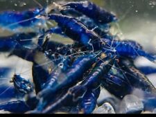 Ocean blue aka for sale  Irvine