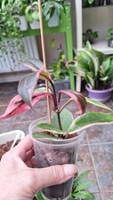 Hoya carnosa outer for sale  MANSFIELD
