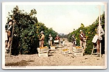 Farm picking oranges for sale  USA
