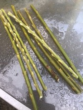 Willow cuttings rods for sale Willow cuttings rods for sale  LAMPETER