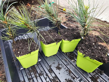Southwestern white pine for sale  Denver
