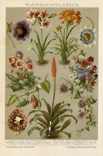 1895 antica stampa usato  Pescara