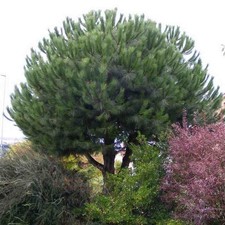 Pinus pinea pin d'occasion  Pouzauges