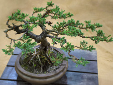 Dwarf japanese juniper for sale  Albany