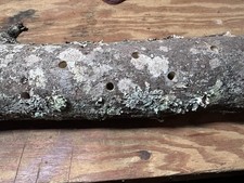Mushroom growing log for sale  Cottonwood